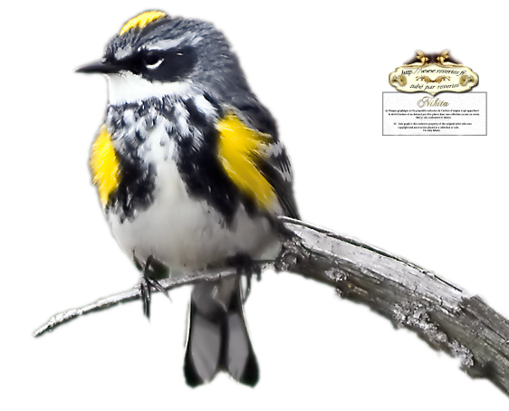 Yellow Rumped Warbler (562x454)