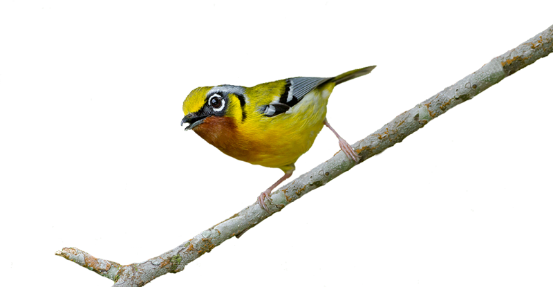 Latpanchar Hornbillnest Homestay (800x415)