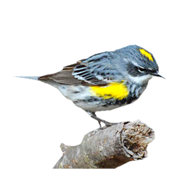 Vissza A Címoldalra - Yellow Rumped Warbler (350x350)