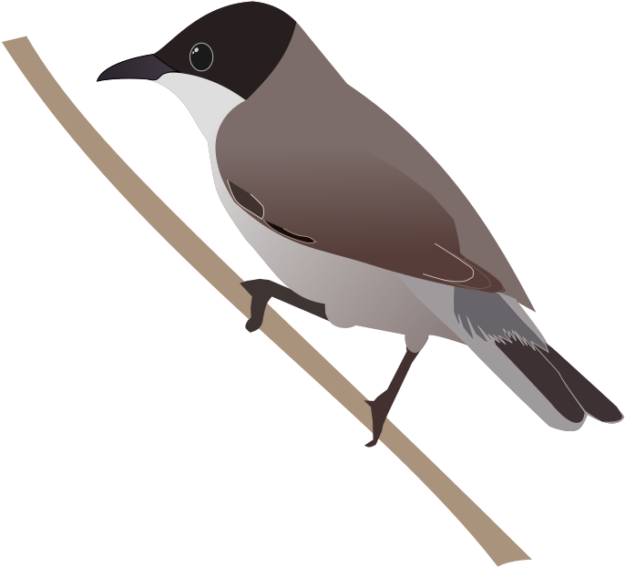 Eastern Orphean Warbler - Eastern Kingbird (1052x744)