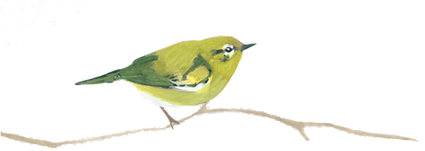 Hooded Warbler (603x250)