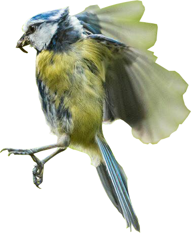 Bird In Flight - Transparency (378x460)