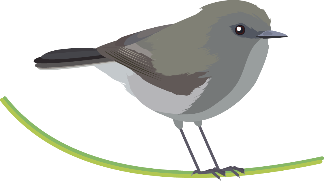 Grey Warbler Png (1124x629)