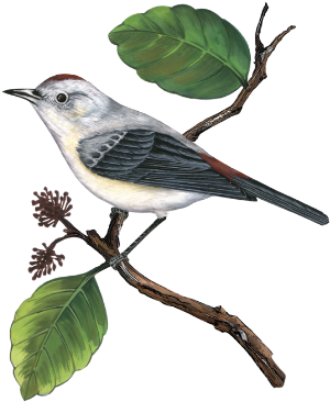 Photo From Www - Gray Catbird (322x403)