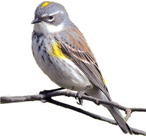Png Mükemmel Kuş Resimleri, Png Kuş Resimleri - Yellow Rumped Warbler (500x500)
