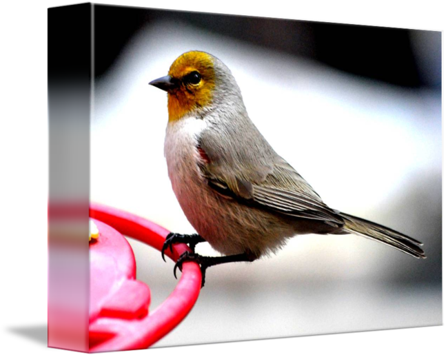 Atlantic Canary (650x518)