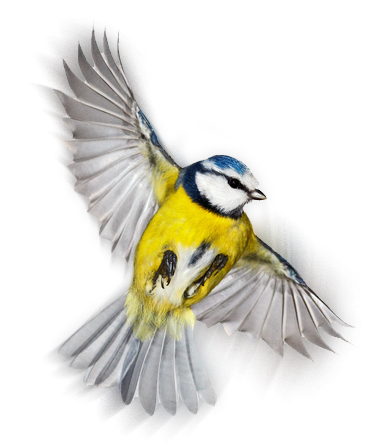 671296356337 - Suet Cake (464x444)