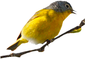 Vissza A Címoldalra - Canary (350x350)