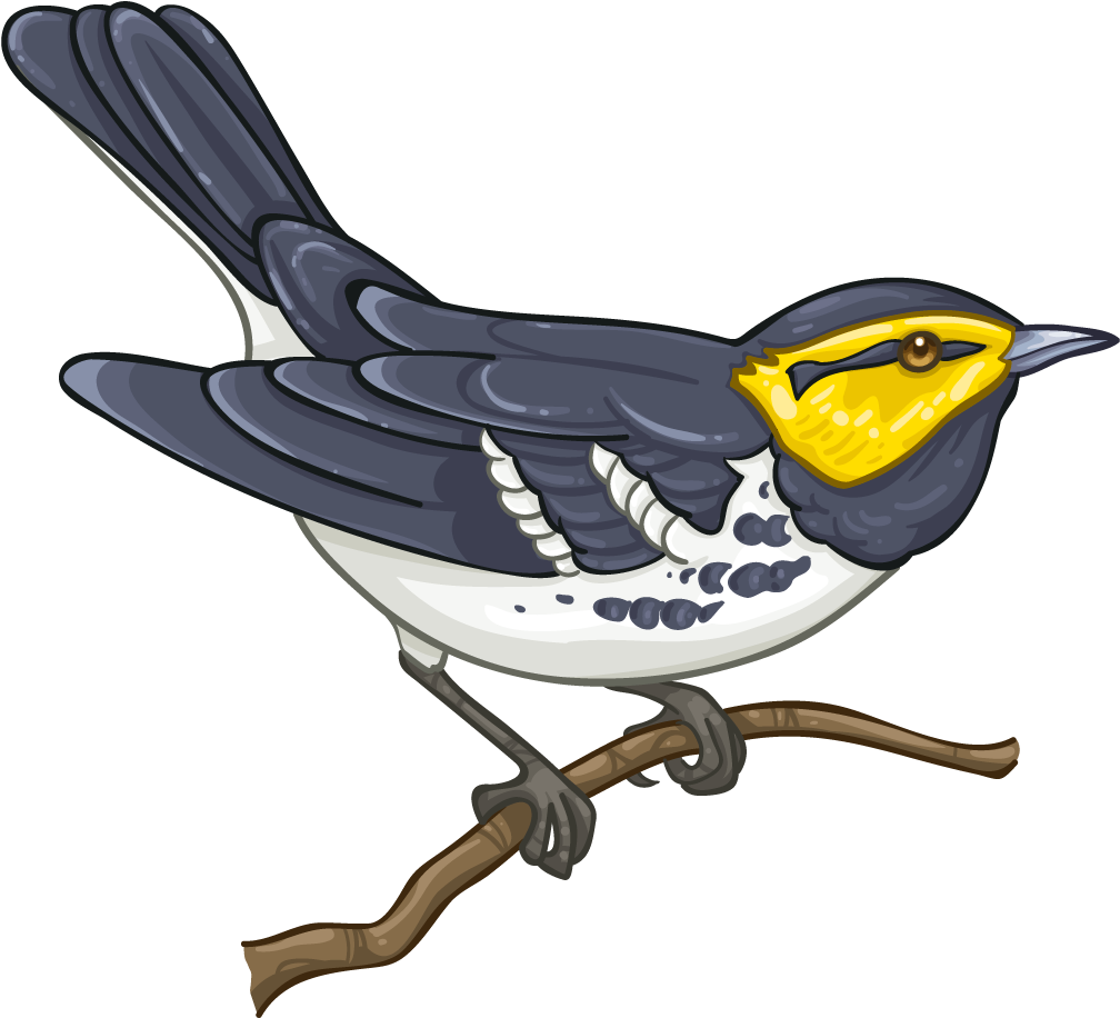 Golden-cheeked Warbler - Golden Cheeked Warbler Png (1024x1024)