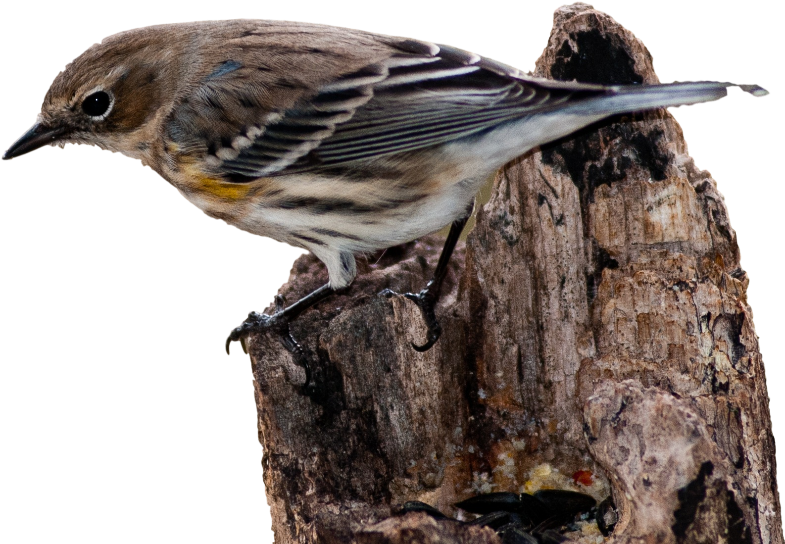 House Sparrow Bird Vertebrate New World Warbler - House Sparrow Bird Vertebrate New World Warbler (2133x1707)