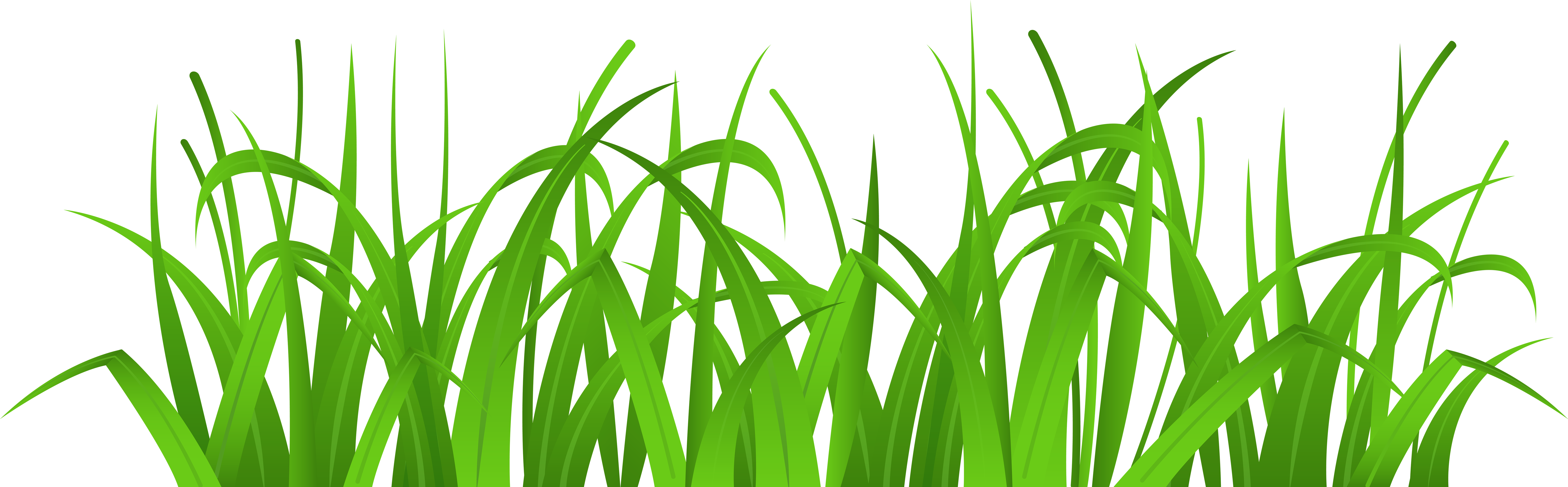 Grass Cover Png Clip Art - Grass Clipart (8000x2504)
