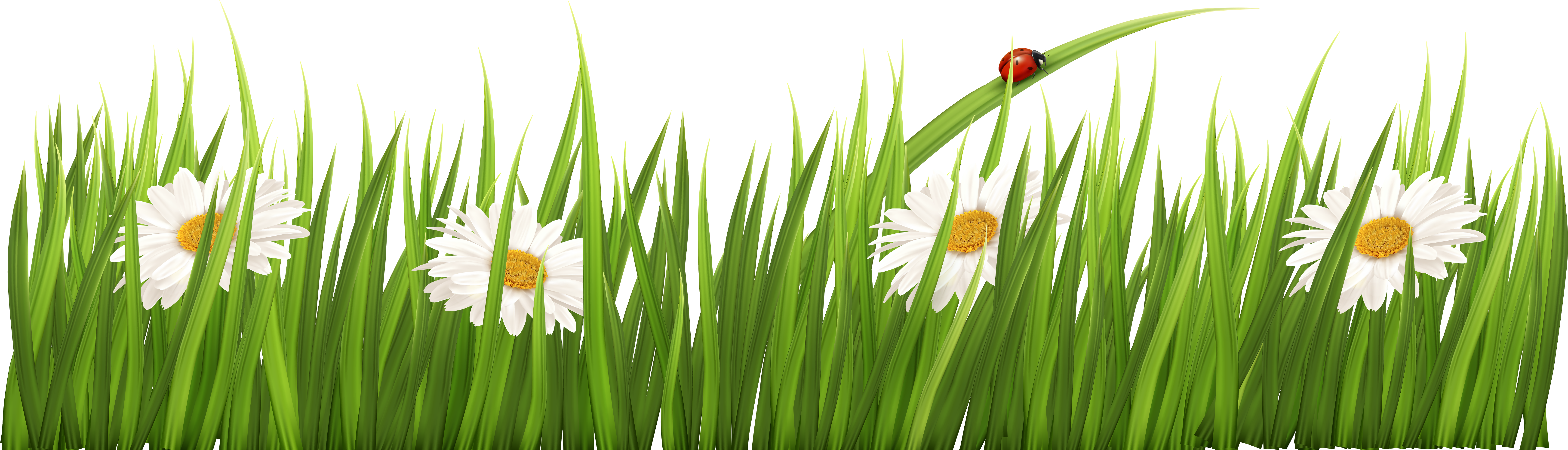 Травка с цветочками. Полоска зеленой травы. Трава с цветами на прозрачном фоне. Травка на белом фоне.