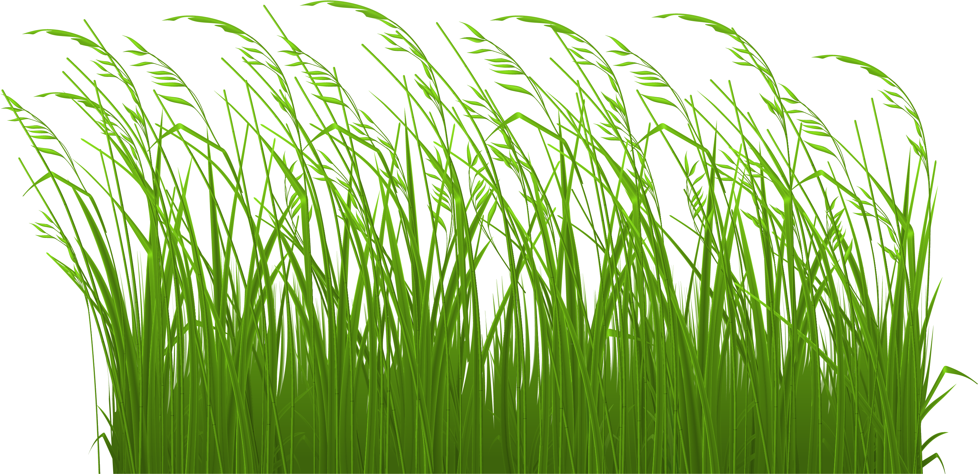 Grass Clipart Transparent Free Images - Tall Grass Clipart (3508x1757)