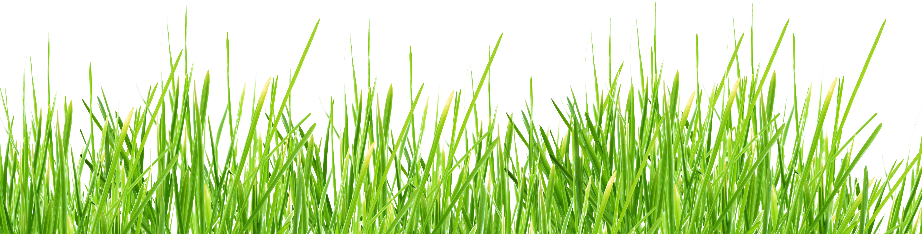 Grass Clipart Transparent Background - Green Grass Transparent (3799x968)