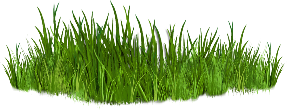 Grass Clipart - Grass Clip Art (1000x388)
