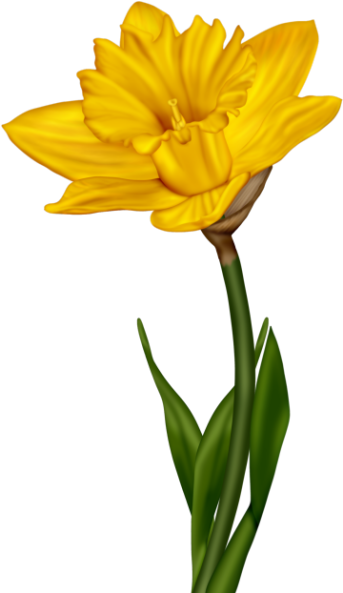 Flowers, Flores, Flowers, Bloemen, Png - English Marigold (384x600)