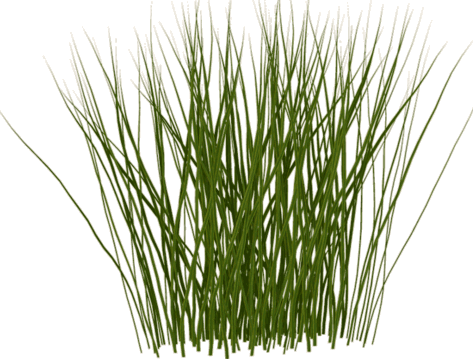 Tall Grass Texture - Tall Grass Texture Png (473x359)