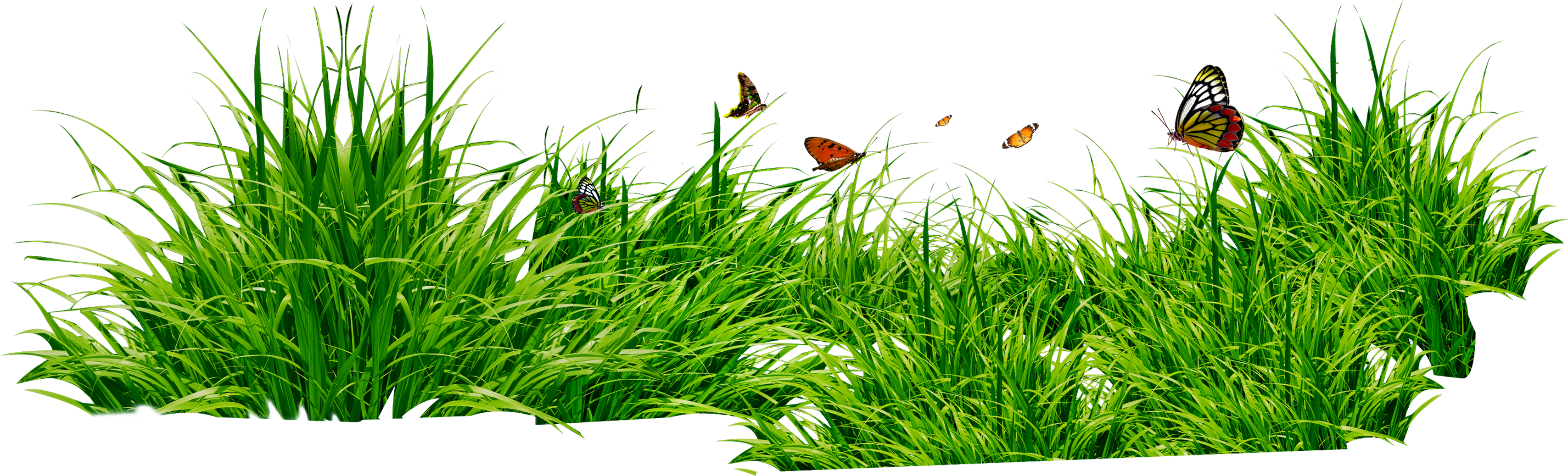 Grass Clipart - Grass Png (3416x1038)