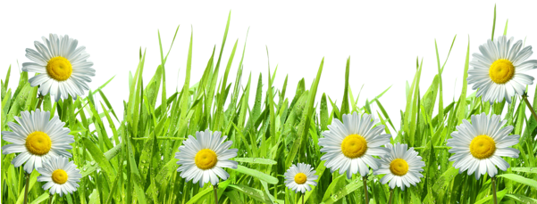 Dry Grass Clipart Flower Border Clipart - Grass With Flowers Png (600x236)