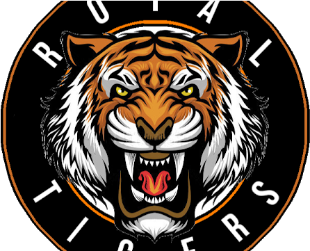 Royal Tigers Transmisja Na Żywo - Tiger Drawing (480x360)