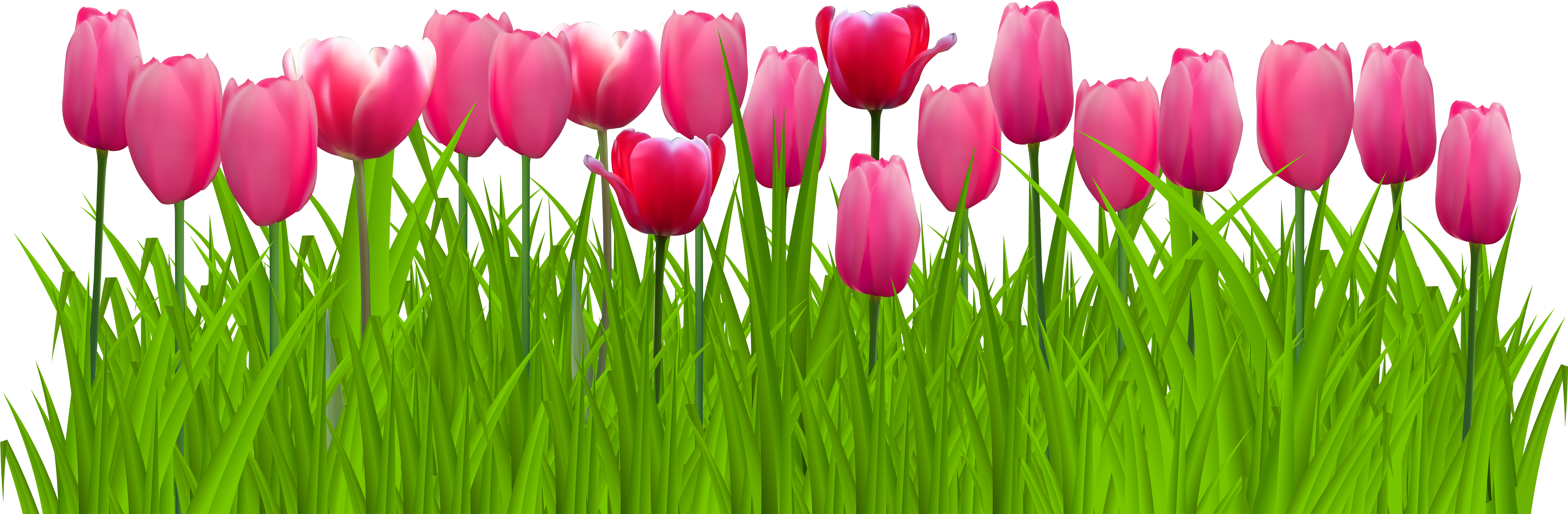 Grass With Pink Tulips Png Clip Art Image - Tulips Png (8000x2734)