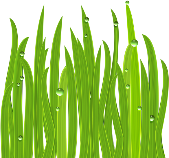 Grass Decor Png Clipart Image - Clip Art (600x569)