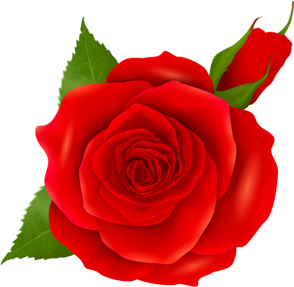 Red Rose And Bud Transparent Png Clip Art - Pink Roses Png (600x579)