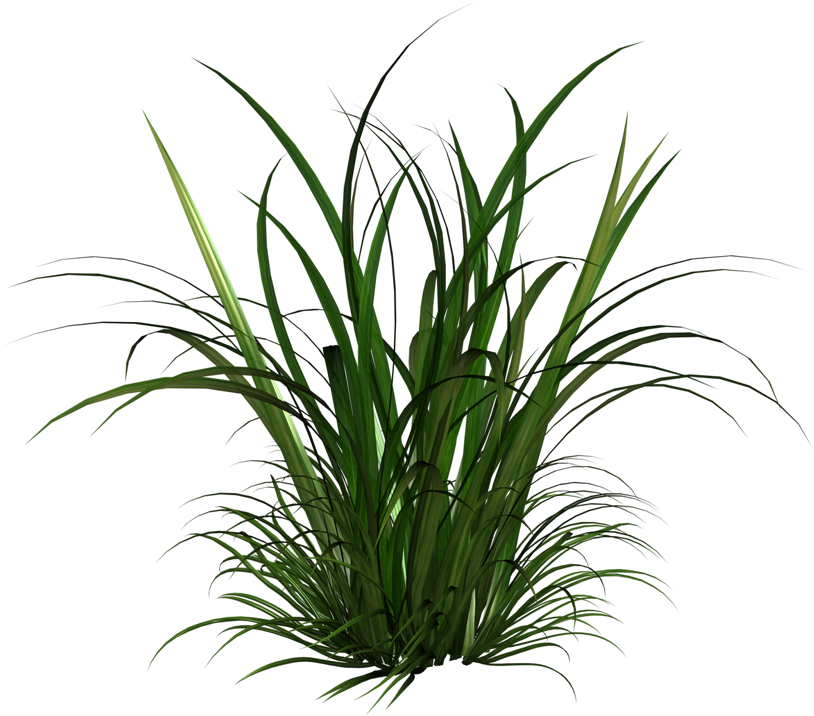 Free Icons Png - Tall Grass Clipart (1024x724)