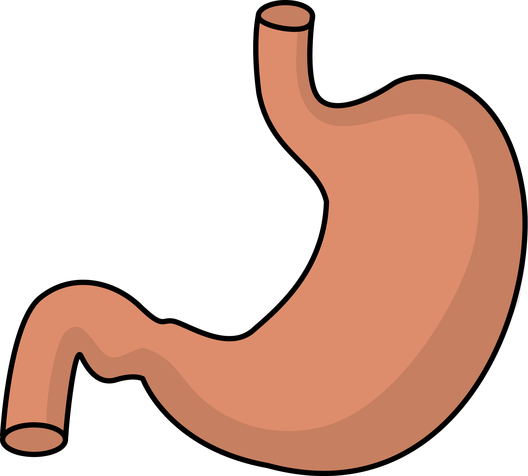 Stomach Clipart Transparent - Clip Art Stomach (1681x1514)