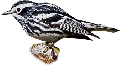 Black And White Warbler - Black And White Warbler (400x400)