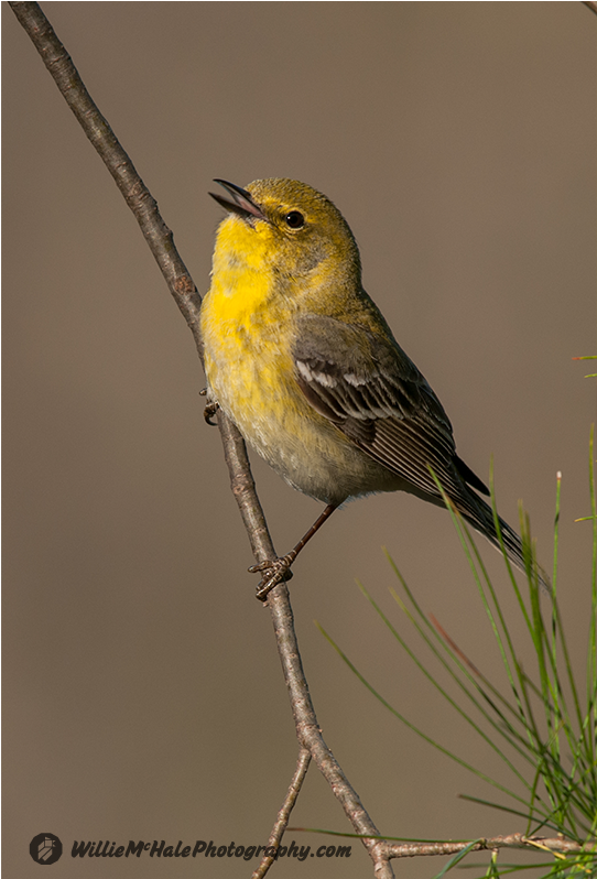 Pine Warbler No Mi 4 21 12 - Pine Warbler (1200x797)