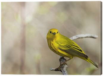 Leinwandbild American Yellow Warbler • Pixers® - American Yellow Warbler (400x400)