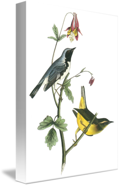 Black-throated Warbler Ornament (oval) (419x650)