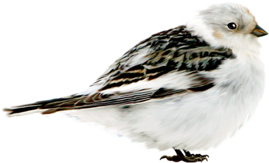 Png Mükemmel Kuş Resimleri, Png Kuş Resimleri Png Bird - Eurasian Tree Sparrow (500x500)