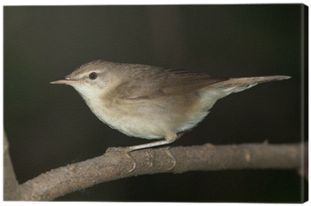 Acrocephalus Dumetorum, Blyth's Reed Warbler Canvas - House Wren (400x400)