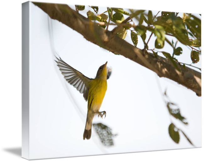 Songbird Note Card Assortment - 12 Cards And Envelopes (650x517)