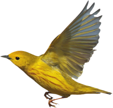 [ Img] - Yellow Warbler (368x352)