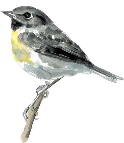 Bird 564*764 Transprent Png Free Download - Bird 564*764 Transprent Png Free Download (564x764)