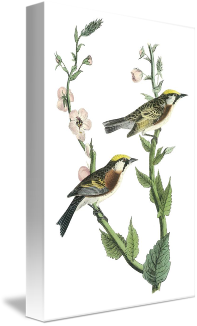 Chestnut-sided Warbler Note Cards (pk Of 20) (393x650)