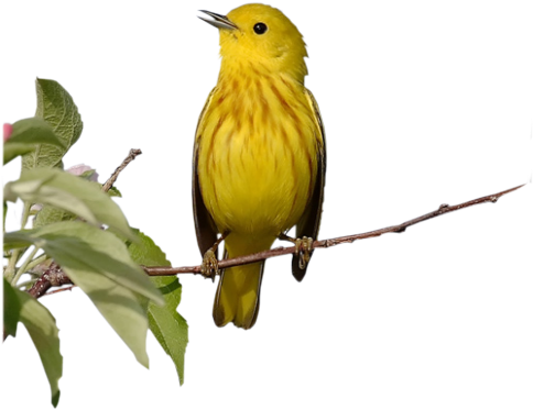 Oiseaux - Yellow Warbler (498x476)