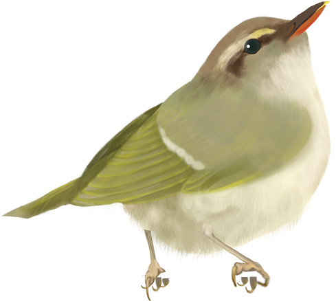 Nightingale (500x438)