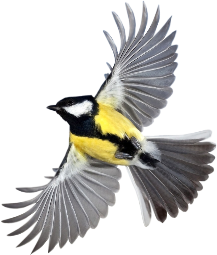 Oiseaux Sur Fond Transparent (800x902)