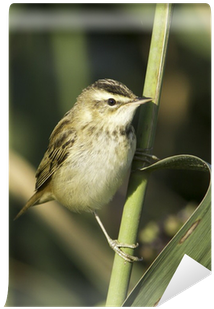 Sedge Warbler Close Up / Acrocephalus Schoenobaenus - Golden Crowned Sparrow (400x400)