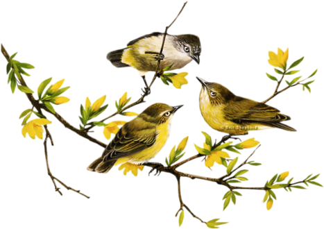 Centerblog - Bird (500x351)