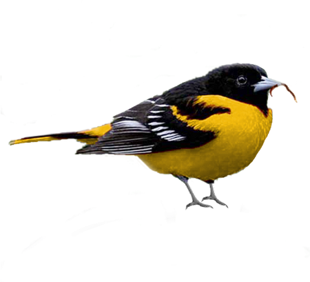 Oiseau - Bird - - Bird (450x409)