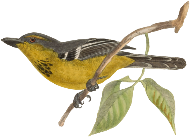 Изображение Для Плейкаста - Varied Thrush (650x470)