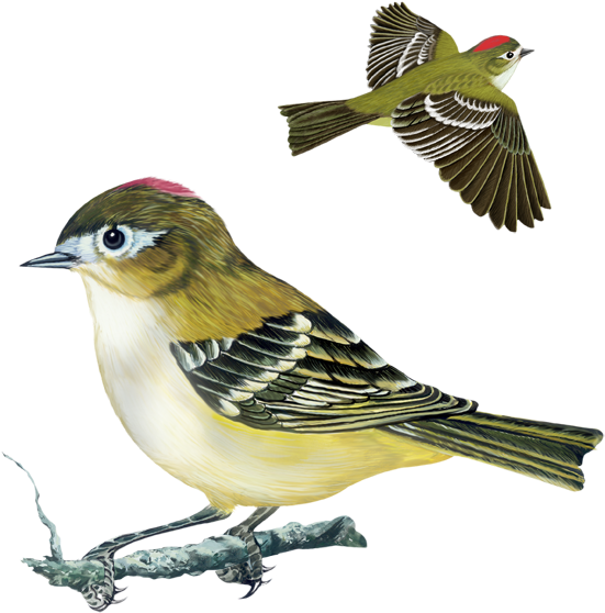 Tennessee Warbler, Yellow Rumped Warbler, Nashville - Rose Breasted Grosbeak (576x720)