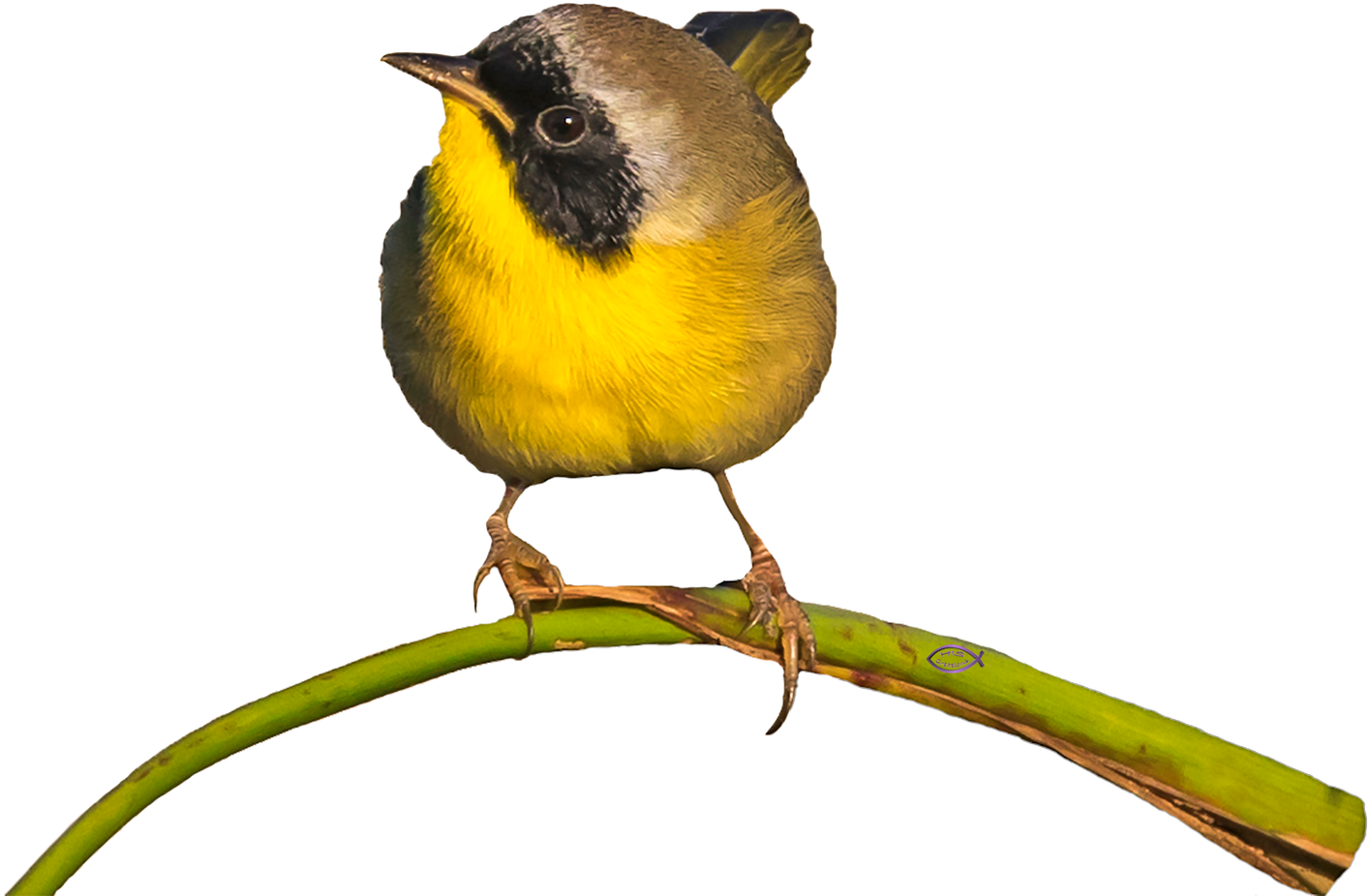 Common Yellowthroat Warbler - New World Warblers (1600x1311)