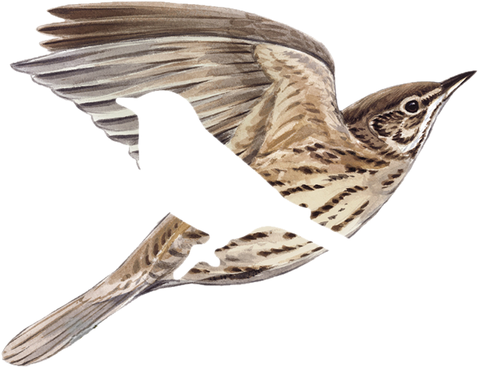 Señora De Las Alturas - American Tree Creeper (800x800)