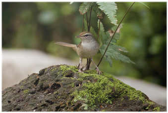 Manchurian Bush-warbler,cettia Diphone Poster • Pixers® - Japanese Bush Warbler (400x400)